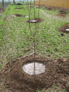 Повстяна вишня: опис сортів, особливості посадки і догляду, корисні властивості