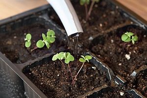 Монтбреция – шафрановий аромат або невизнаний гладіолус