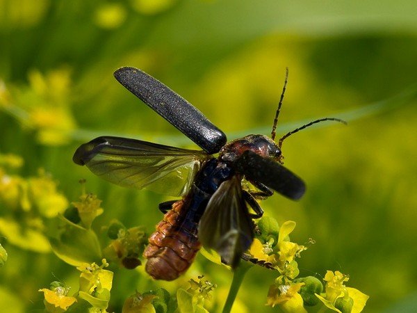 Жук пожежник: велика користь і трохи шкоди