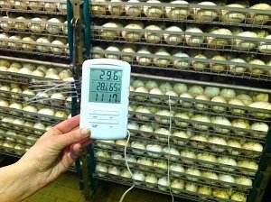 Інкубатор для гусячих яєць: види, будова, технічні характеристики, фото і відео