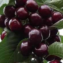 Відмінності вишні та черешні: походження видів та їх особливості