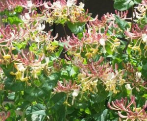 Багаторічні ліани для прикраси саду та дому: барвисті фото, назви та опис видів