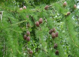 Дерево модрина: опис з фото, види і сорти