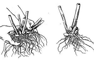 Еустома багаторічна: особливості посадки і догляду, розмноження корінням і насінням