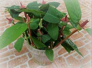 Розмноження жимолості — 4 способу