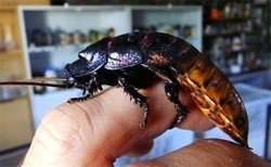 Мадагаскарський тарган в домашніх умовах   небезпечний
