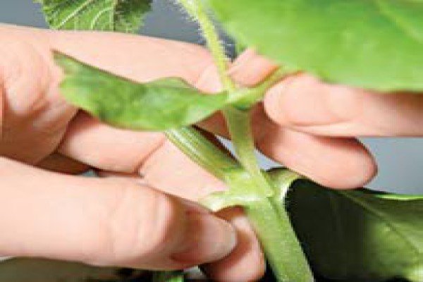 Щеплення дині на гарбуз: ефективні методи, техніка їх проведення та результат