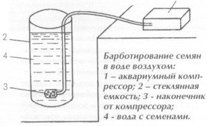 Заготівля насіння перцю в домашніх умовах — як правильно підготувати до розсаді
