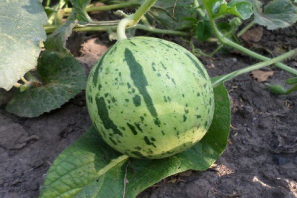 Диня для Підмосковя: кращі сорти для вирощування на дачній ділянці