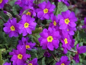 Примула — весняні первоцвіти: яскраві фото з назвами сортів і порадами по догляду