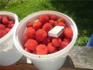 Малина тибетська (сунична): опис і розмноження, особливості посадки і догляду