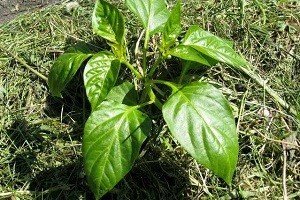 Особливості вирощування та догляду за перцем в теплиці або парнику: покрокове керівництво і відео від фахівця