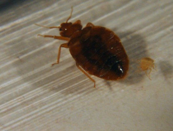 Меблеві клопи (фото) як позбутися і вивести самостійно