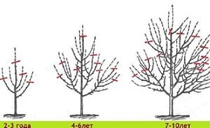 Як обрізати яблуні восени: схема, правила і відео інструкція
