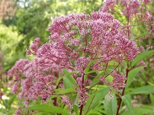 Як виростити багаторічник для дачі, цвіте все літо: особливості посадки і догляду, фото і відео інструкція