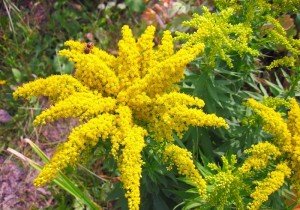 Багаторічники, квітучі восени: різновиди, особливості догляду, фото з назвами і відео