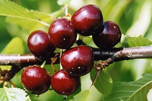 Гібриди вишні: поради з вирощування і схрещування