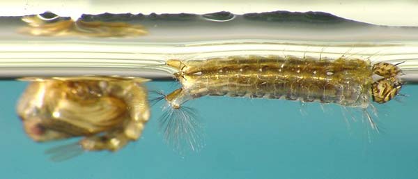 Малярійний комар – екскурсія в життя переносника небезпечного захворювання