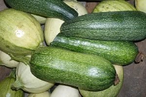 Як не заплутатися в різноманітності видів кабачків