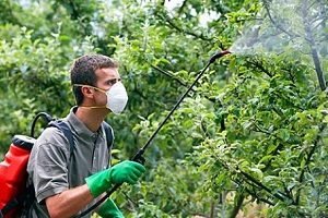 Препарат Епін — реальна допомога кімнатним рослинам