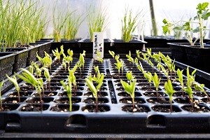 Маленьке диво у вас вдома: особливості посадки декоративного перцю і опис сортів