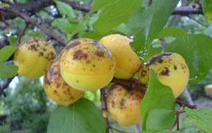 Чому не плодоносить абрикос — що робити