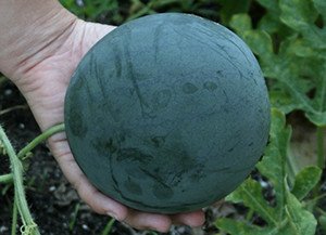 Які бувають сорти, форми і кольору арбузов: всі найцікавіші факти про найбільшу ягоді