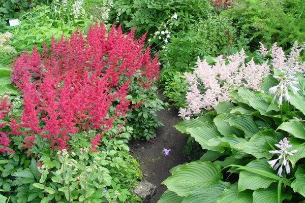 Астильба в ландшафтному дизайні саду — багатоликий чагарник для оформлення квітника
