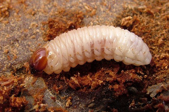 Короїд: особливості життєдіяльності та методи боротьби