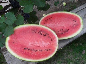 Як виростити кавуни в теплиці: вибір теплиці і насіння, підготовка розсади, особливості посадки і догляду, відео інструкція