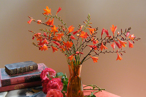 Монтбреция – шафрановий аромат або невизнаний гладіолус