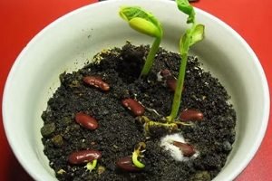 Червона квасоля: корисні властивості рослини і рецепти народної медицини