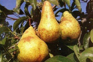 Популярні осінні сорти груш Бере Боск, Московська, Вірна і Россошанская: характерні особливості плодів