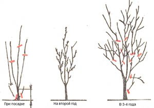 Схеми правильного обрізання сливи: весняна, літня і осіння обрізки
