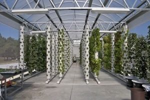 Вирощування полуниці в трубах ПВХ вертикально