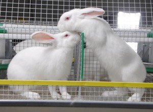 Особливості вирощування кролів мясних порід: інвентар, годування, розмноження і відеоінструкція