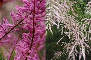 Тамарикс – витончена прикраса