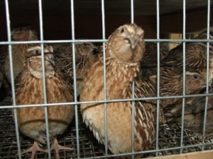 Скільки яєць несе перепілка в день: фактори, що впливають на збільшення несучості