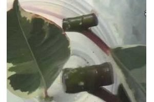 Як розмножити фікус Бенджаміна в домашніх умовах: 4 основних і доступних методу