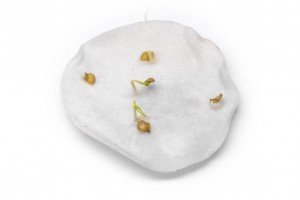 Заготівля насіння перцю в домашніх умовах — як правильно підготувати до розсаді