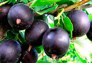 Все про вирощування високоврожайного агрусу Командор