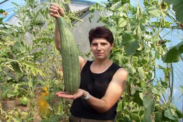 Диня срібляста (вірменський огірок) — вирощуємо в городі незвичайний фрукто овоч