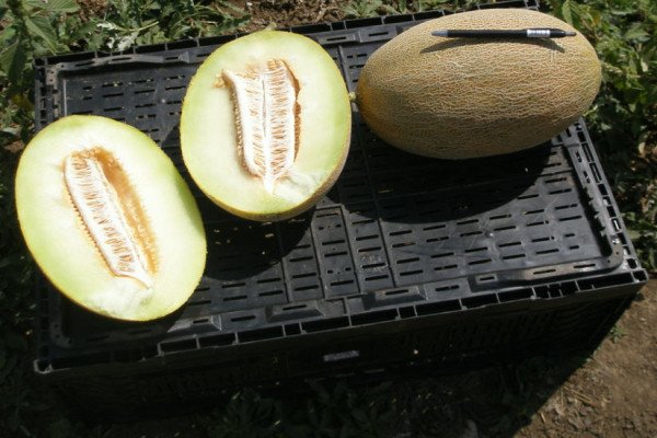 Технологія вирощування дині Амал: опис сорту, способи посадки, фото і відео інструкція