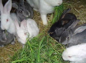 Особливості вирощування кролів мясних порід: інвентар, годування, розмноження і відеоінструкція