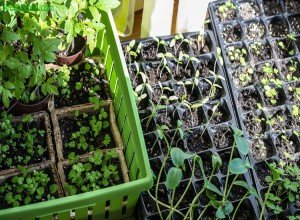 Посадка дині на розсаду — відповіді на хвилюючі питання про посіві насіння в домашніх умовах