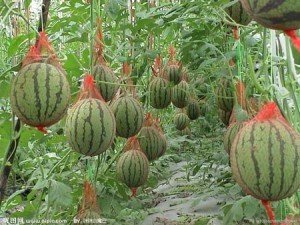 Як виростити кавуни в теплиці: вибір теплиці і насіння, підготовка розсади, особливості посадки і догляду, відео інструкція