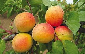 Абрикоси: опис ранніх, середніх і пізніх сортів