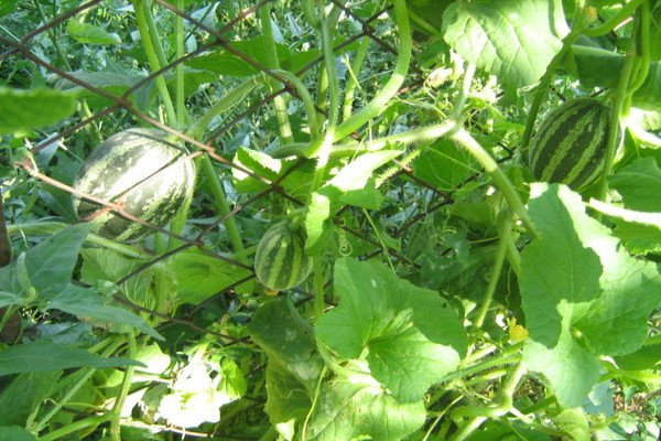 Вєтнамська диня — запашні плоди з високим відсотком врожайності