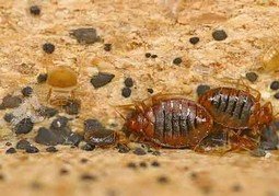 Меблеві клопи (фото) як позбутися і вивести самостійно