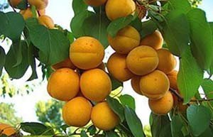 Різнокольорові троянди: сорти з незвичайною забарвленням